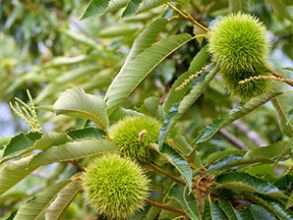 Kastanienholz: Der ultimative Ratgeber