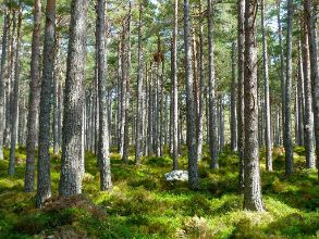 Heimisches Massivholz oder Tropenholz: Worin liegt der Unterschied?