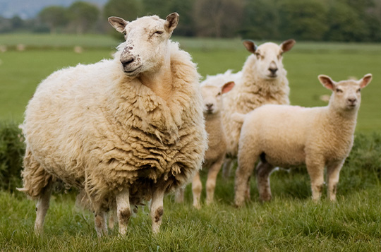 Schafschurwolle Herkunft