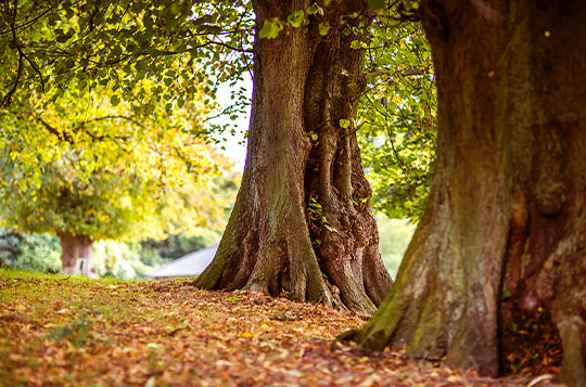 Buche Wald