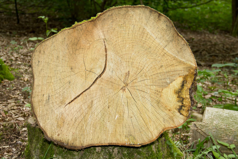 Das Holz der Esche