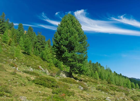 Il pino cembro austriaco: il re delle Alpi